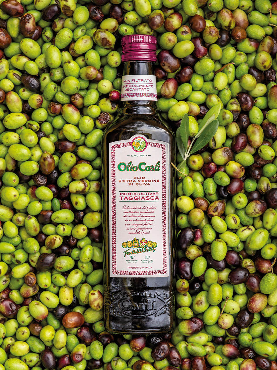 Bottiglia di Olio Carli Extra Vergine di Oliva Monocultivar Taggiasca adagiata su un letto di olive.