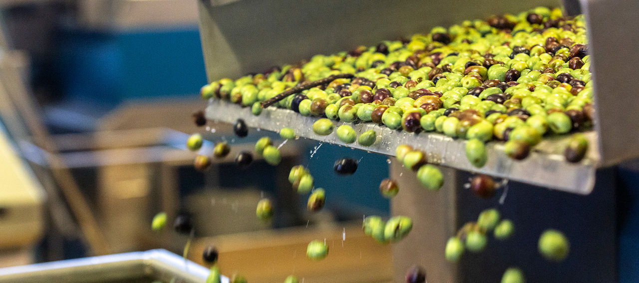 Fase di lavaggio delle olive nel frantoio Fratelli Carli