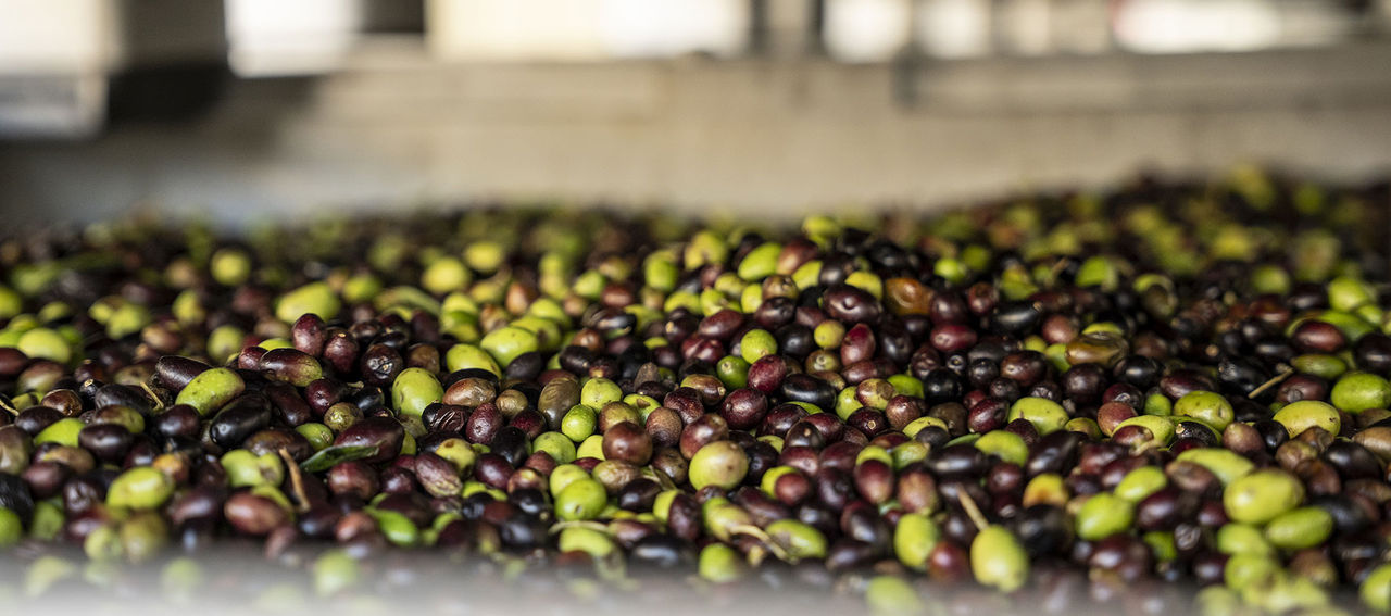 Olive nel nuovo frantoio Fratelli Carli