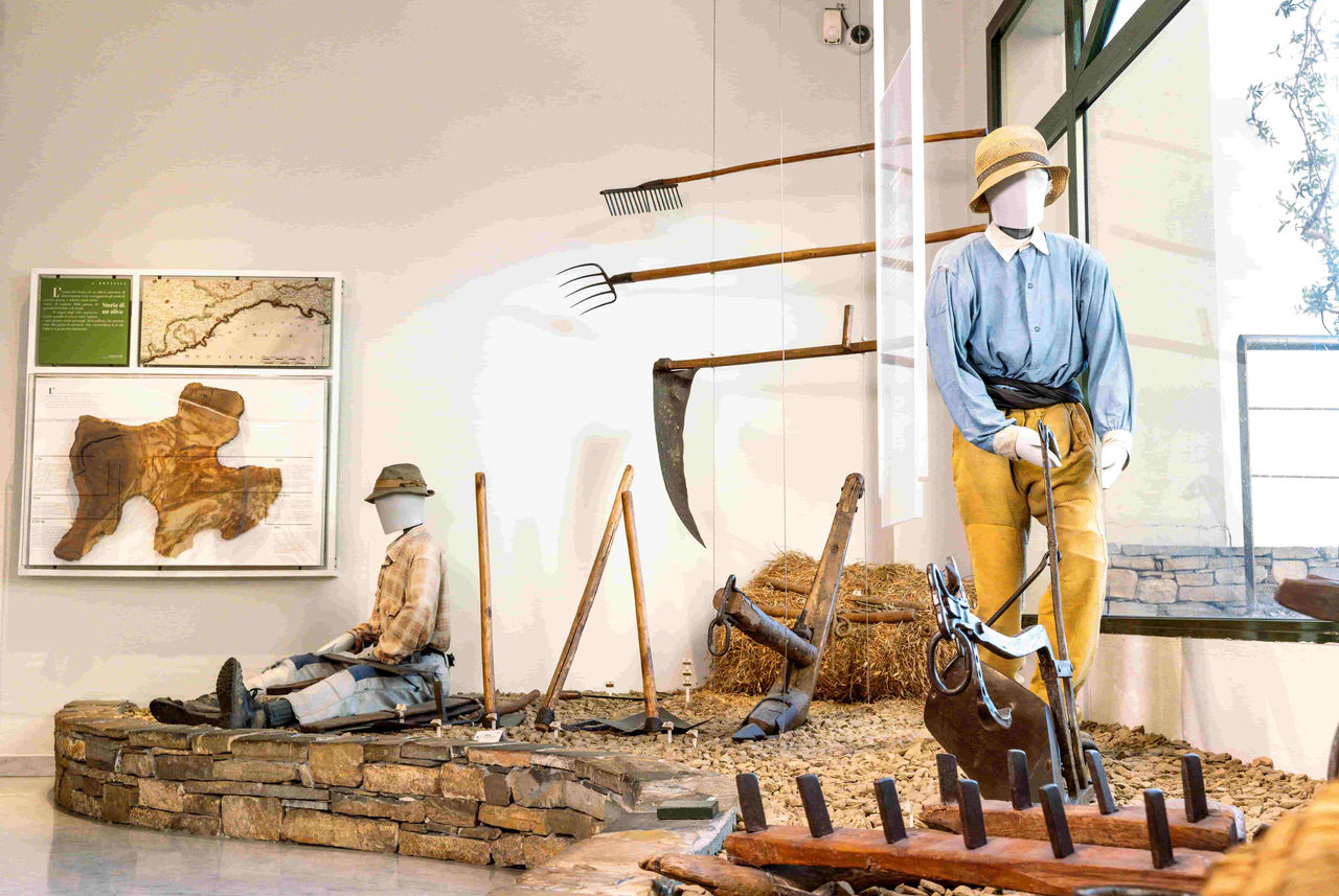 Sala botanica e olivicoltura del Museo dell Olivo Carli.