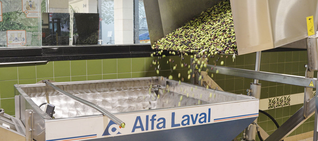Fase di lavaggio delle olive nel nuovo frantoio Fratelli Carli