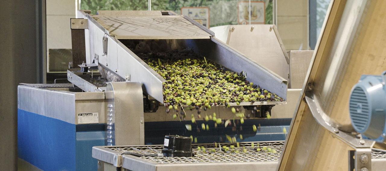 Fase di pulizia delle olive nel nuovo frantoio Fratelli Carli