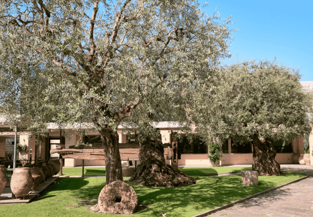 Olivi secolari esposti presso il Museo dell Olivo Carli.