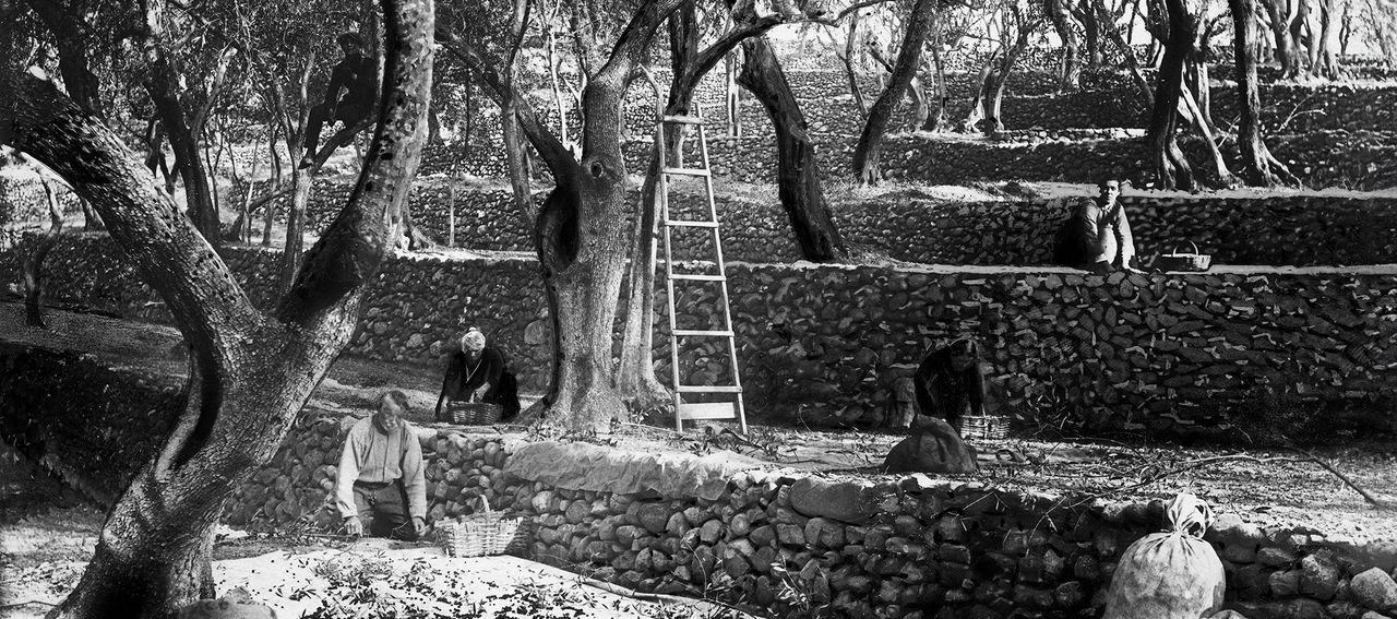 Foto d'epoca della raccolta delle Olive nell'Oliveto di Costa Rossa ad Imperia
