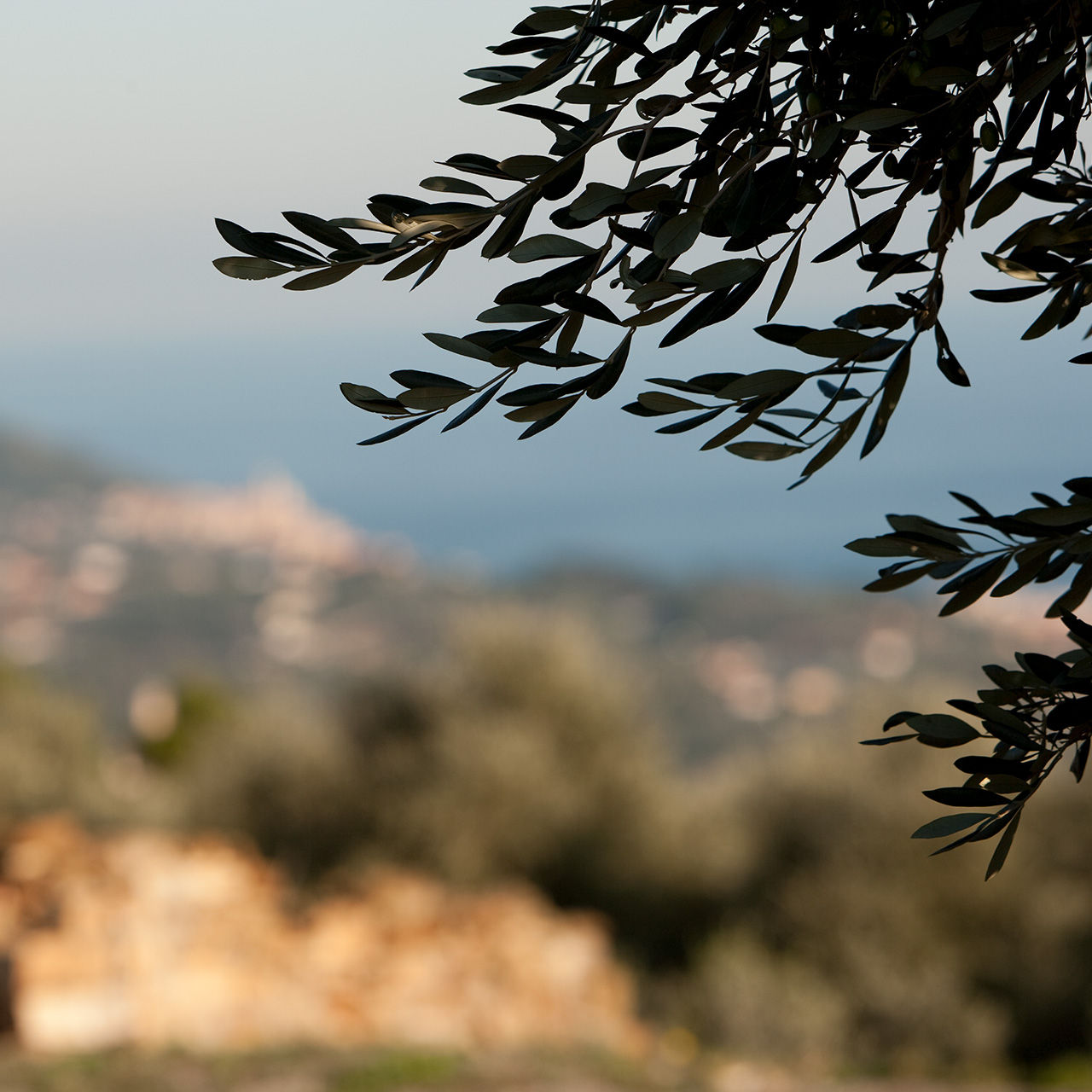 Fronda di olivo con vista mare