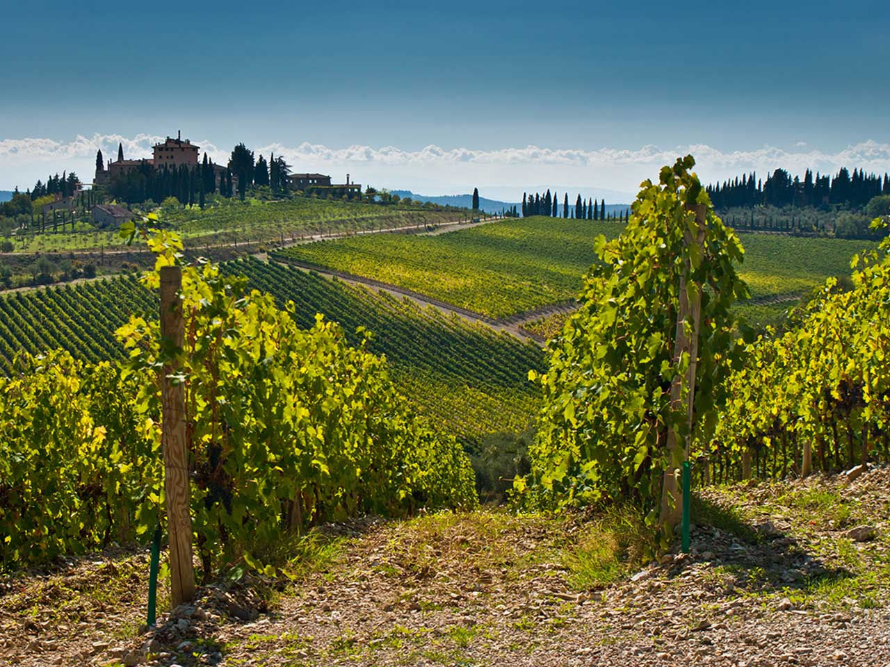 Veduta di un vigneto