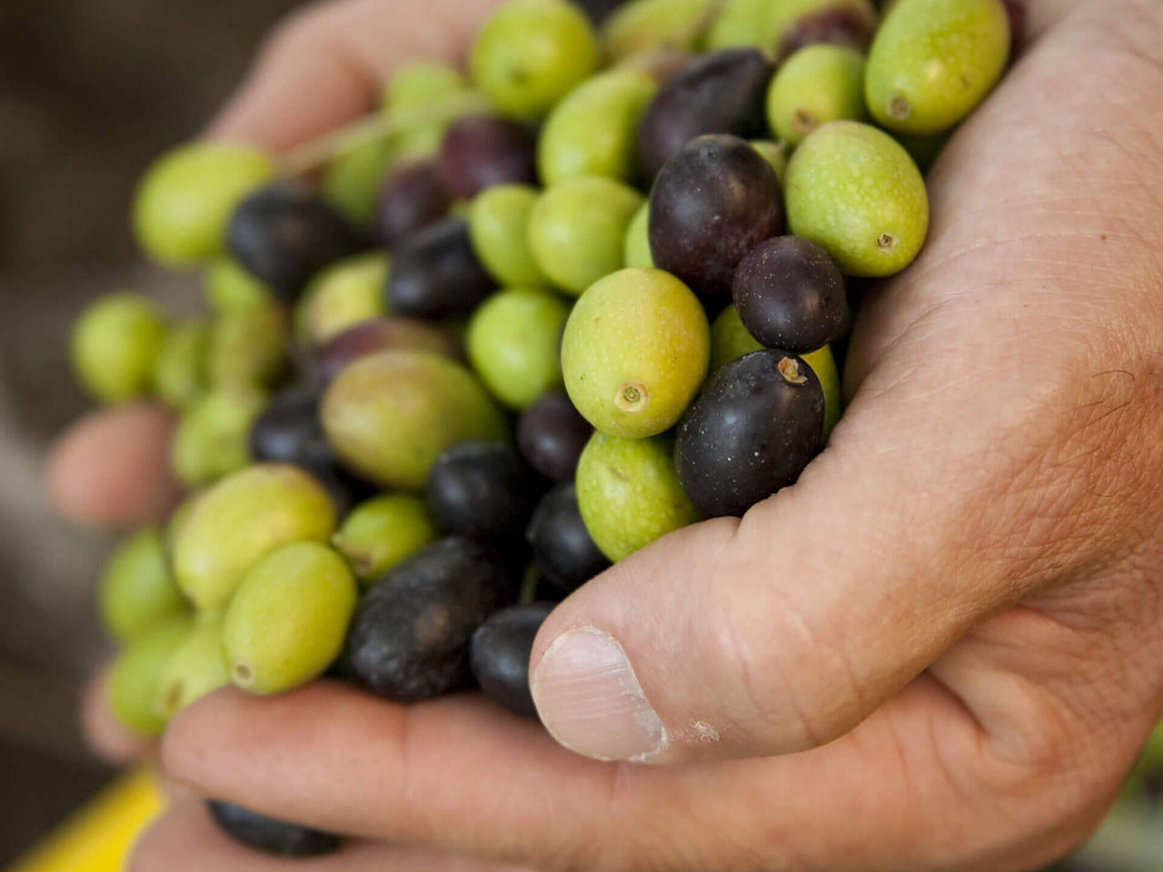 Olive taggische in primo piano