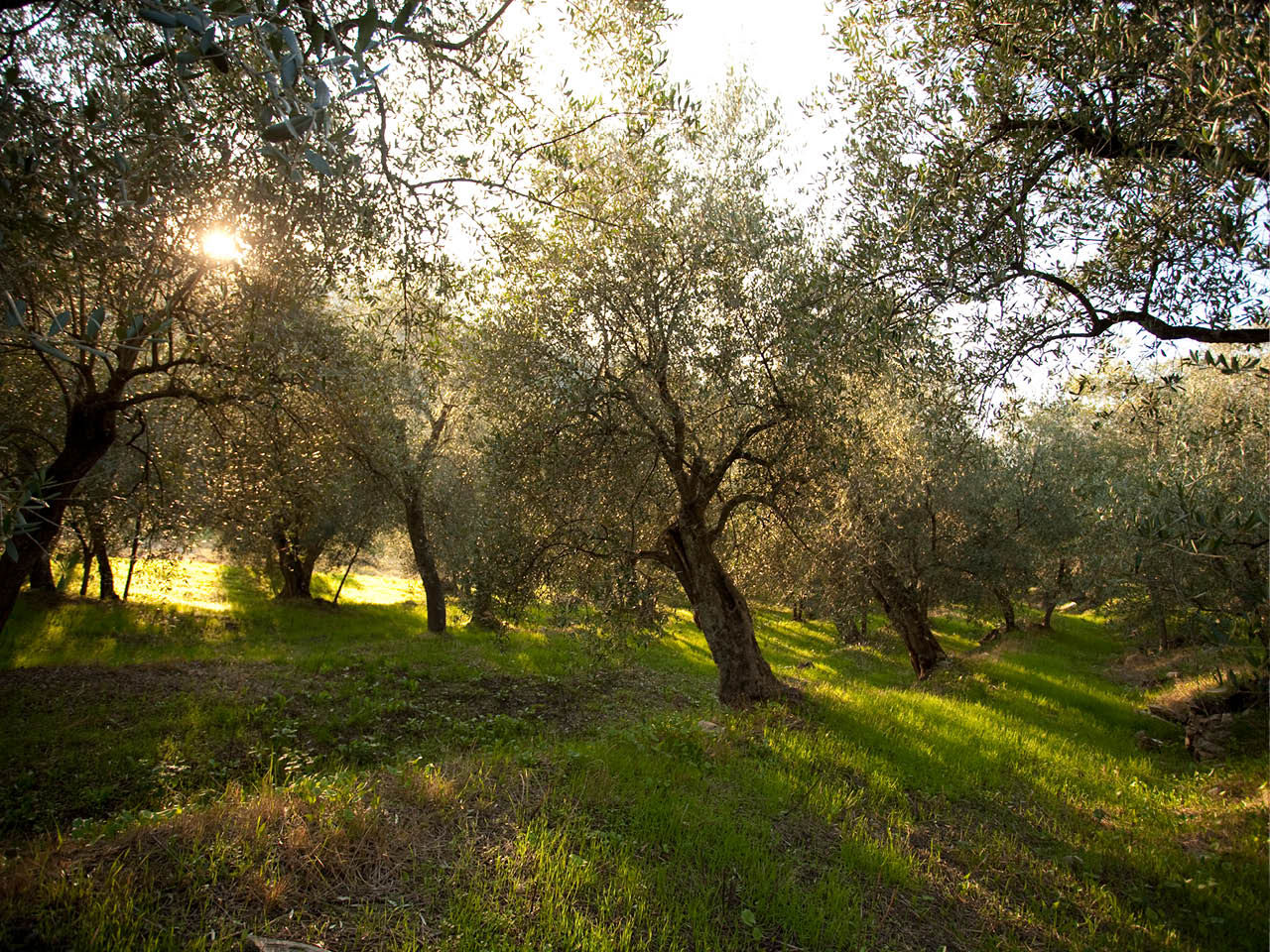 Veduta dell'Oliveto di Costa Rossa in provincia di Imperia