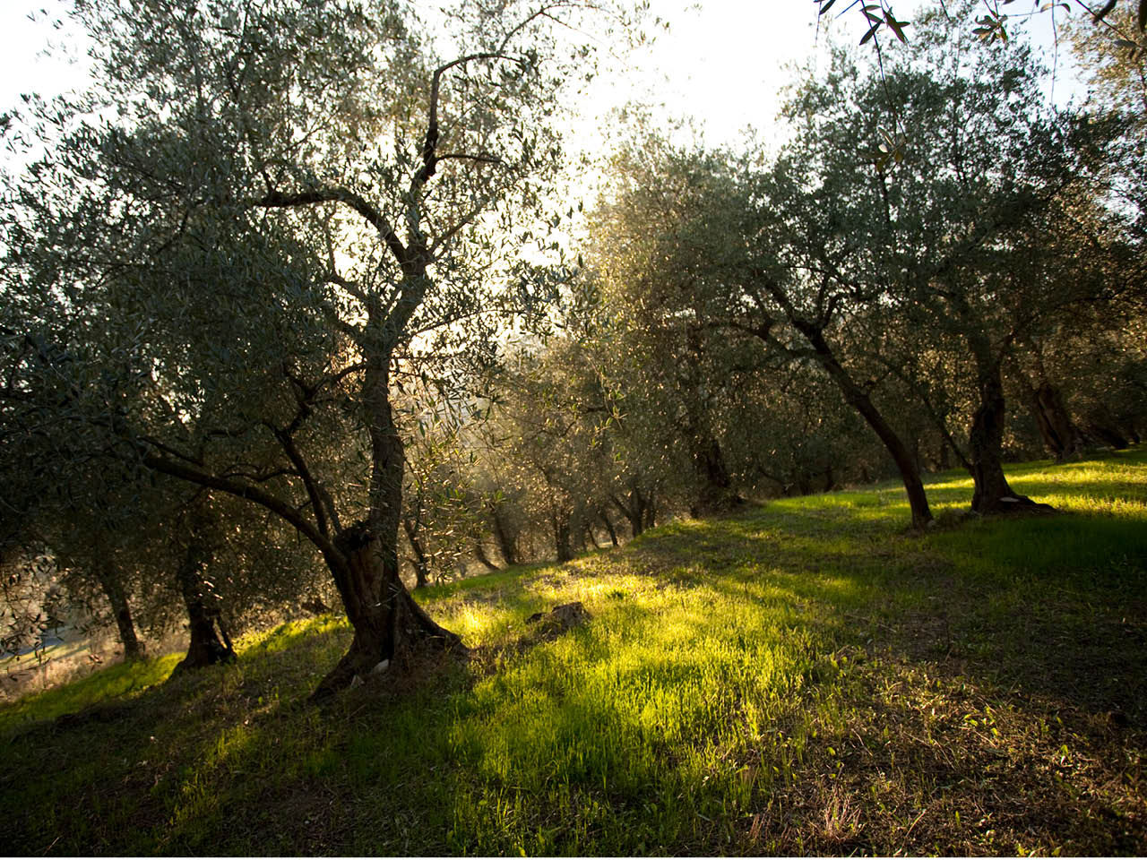 Uliveto con olive taggiasche per prodotto Carli.