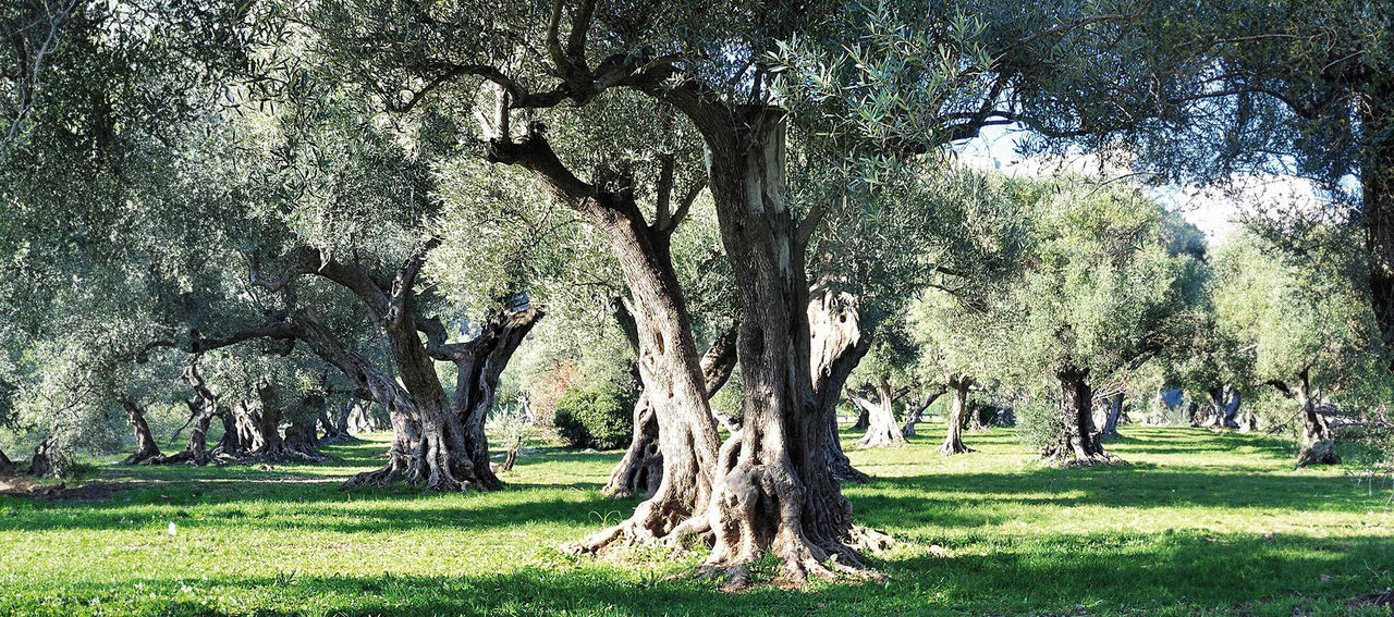 Oliveto