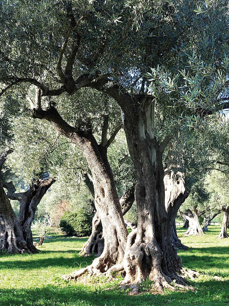 Albero per il progresso responsabile Carli in formato verticale.
